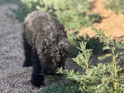 Bouvier des Flandres Puppies thumbnail 14