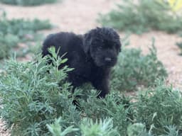 Bouvier des Flandres Puppies thumbnail 23