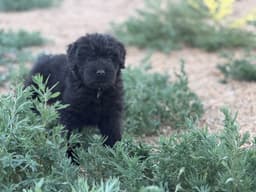 Bouvier des Flandres Puppies thumbnail 22