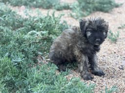 Bouvier des Flandres Puppies thumbnail 21