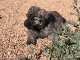 Bouvier des Flandres Puppies thumbnail 17