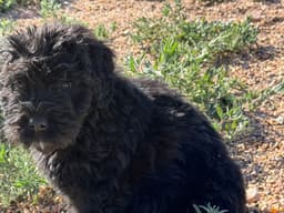Bouvier des Flandres Puppies thumbnail 18