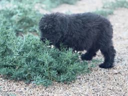 Bouvier des Flandres Puppies thumbnail 20