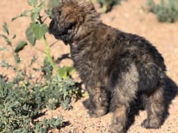 Bouvier des Flandres Puppies thumbnail 19