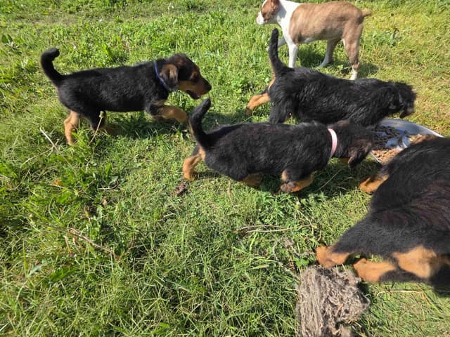 Airedale Terrier Puppies media 3