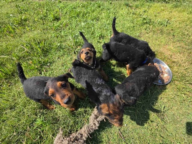 Airedale Terrier Puppies media 4