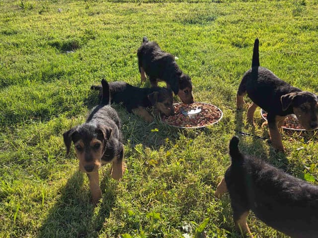 Airedale Terrier Puppies media 5