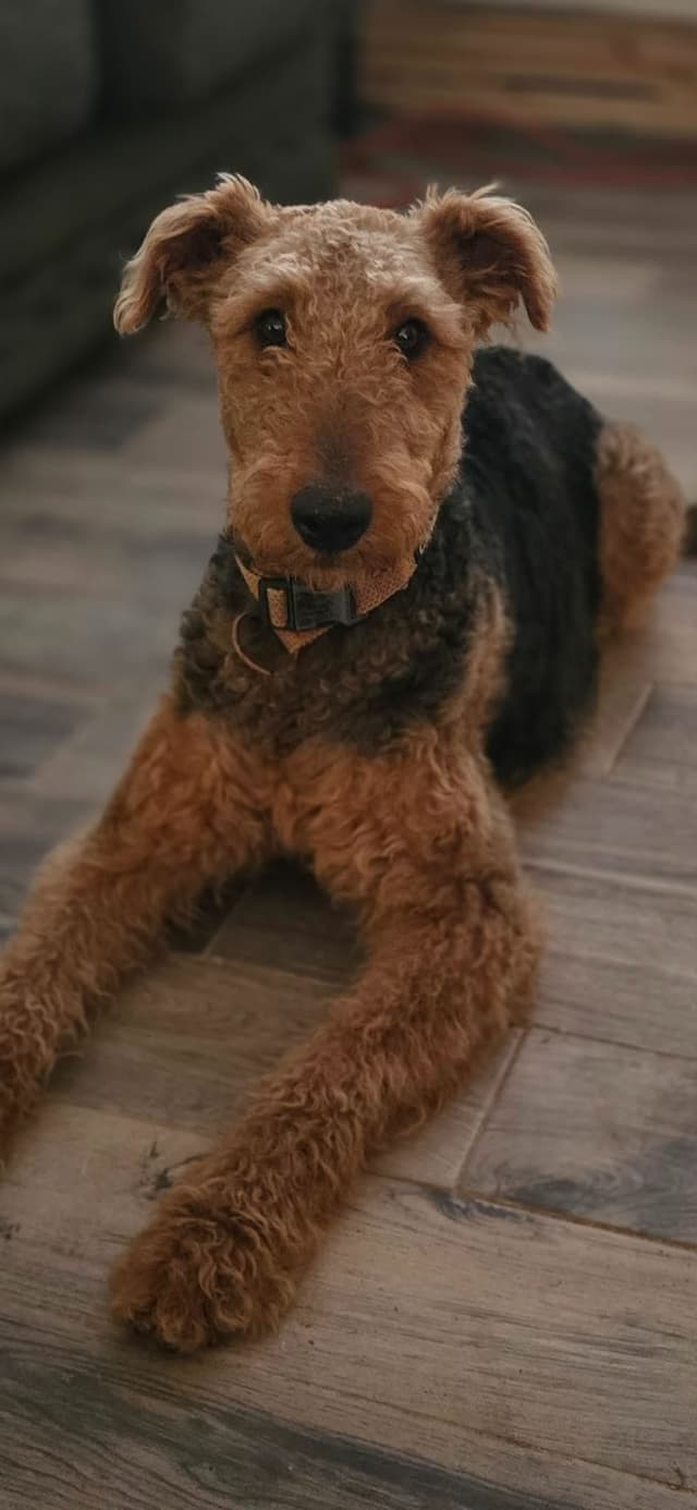 Airedale Terrier Puppies media 6