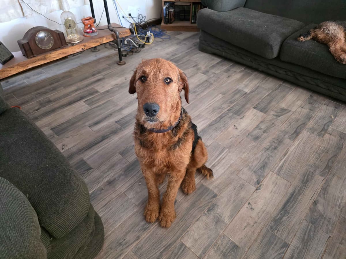 Airedale Terrier Puppies breeder image 1