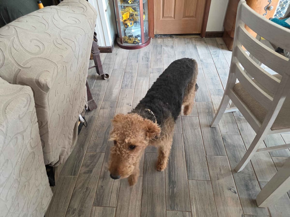 Airedale Terrier Puppies breeder image 2