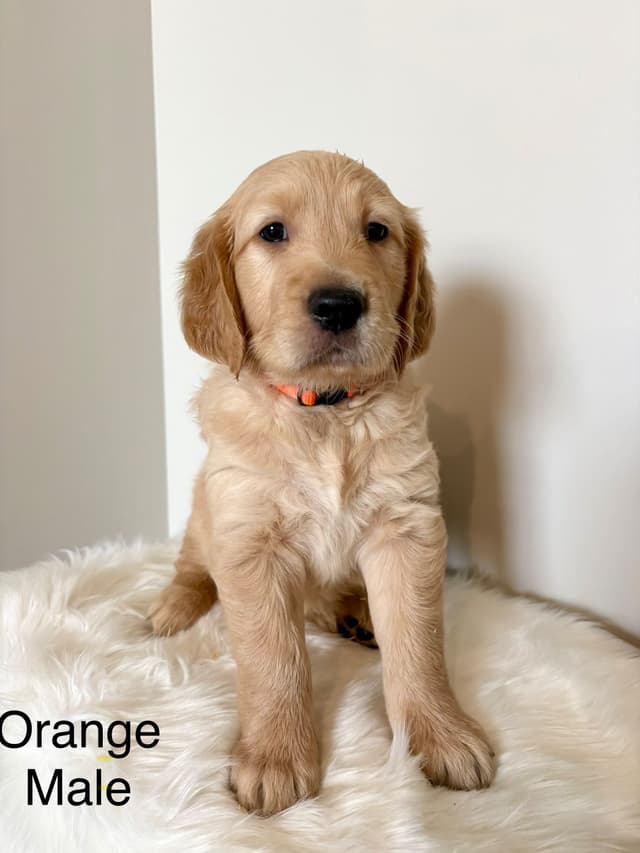 Golden Retriever Puppies media 3