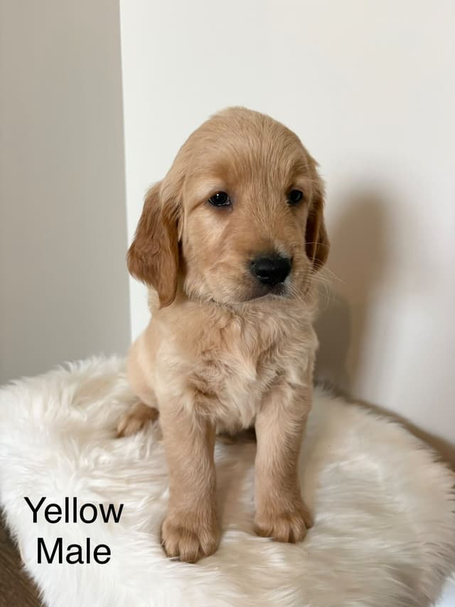Golden Retriever Puppies media 4