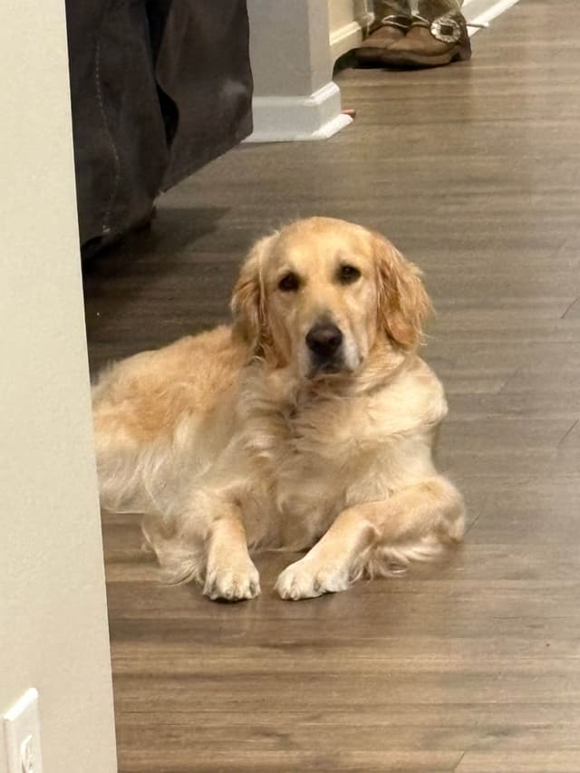 Golden Retriever Puppies media 6