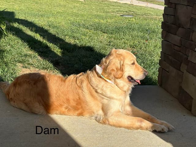 Golden Retriever Puppies media 5