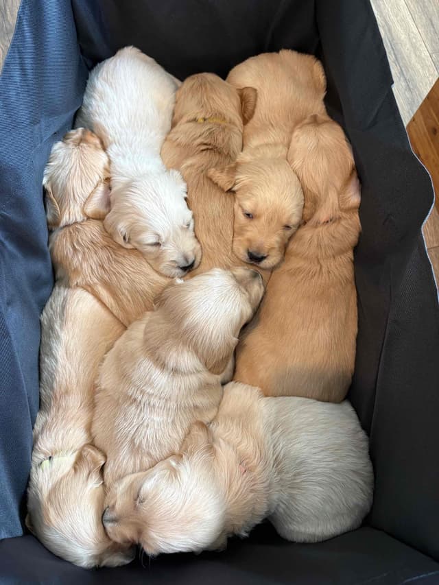 Golden Retriever Puppies media 7