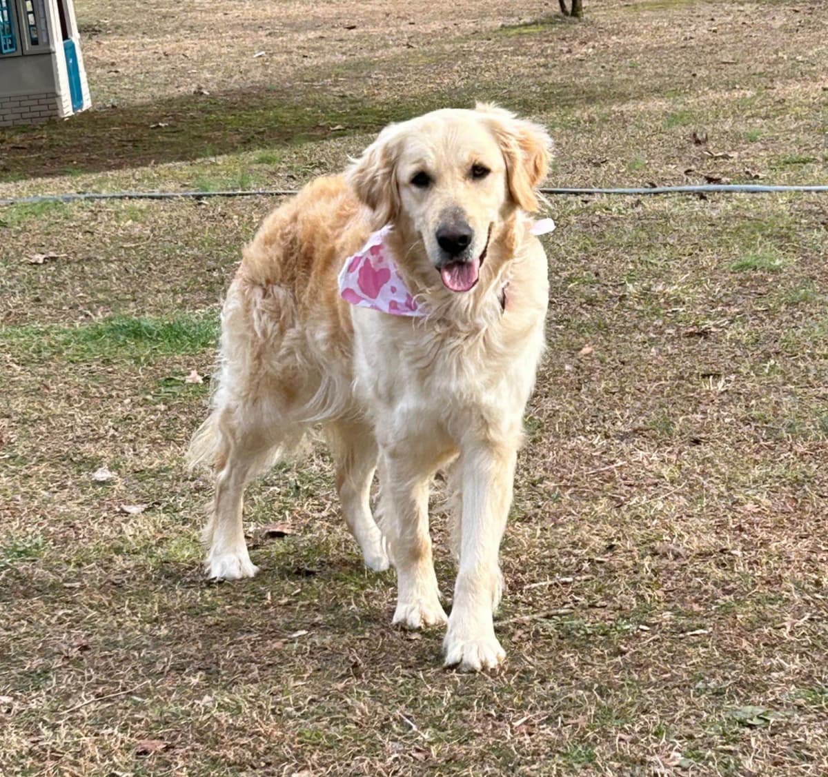 Golden Retriever Puppies breeder image 1