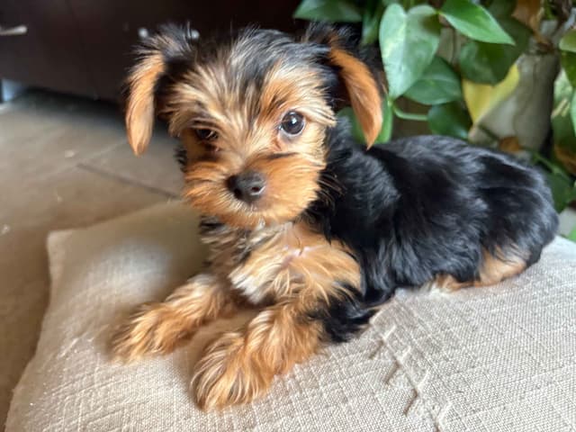 Yorkshire Terrier Puppies media 4