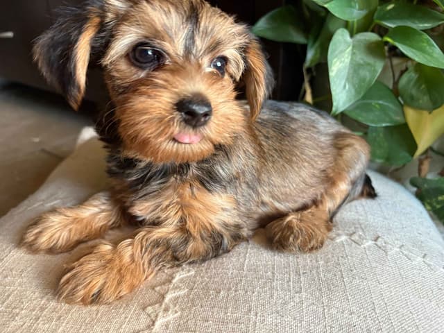 Yorkshire Terrier Puppies media 3