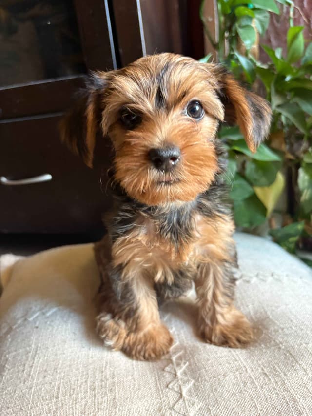 Yorkshire Terrier Puppies media 2