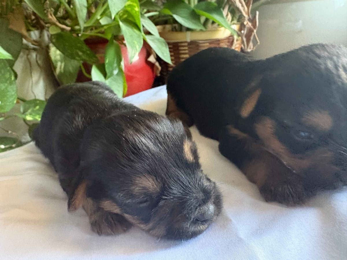 Yorkshire Terrier Puppies breeder image 1