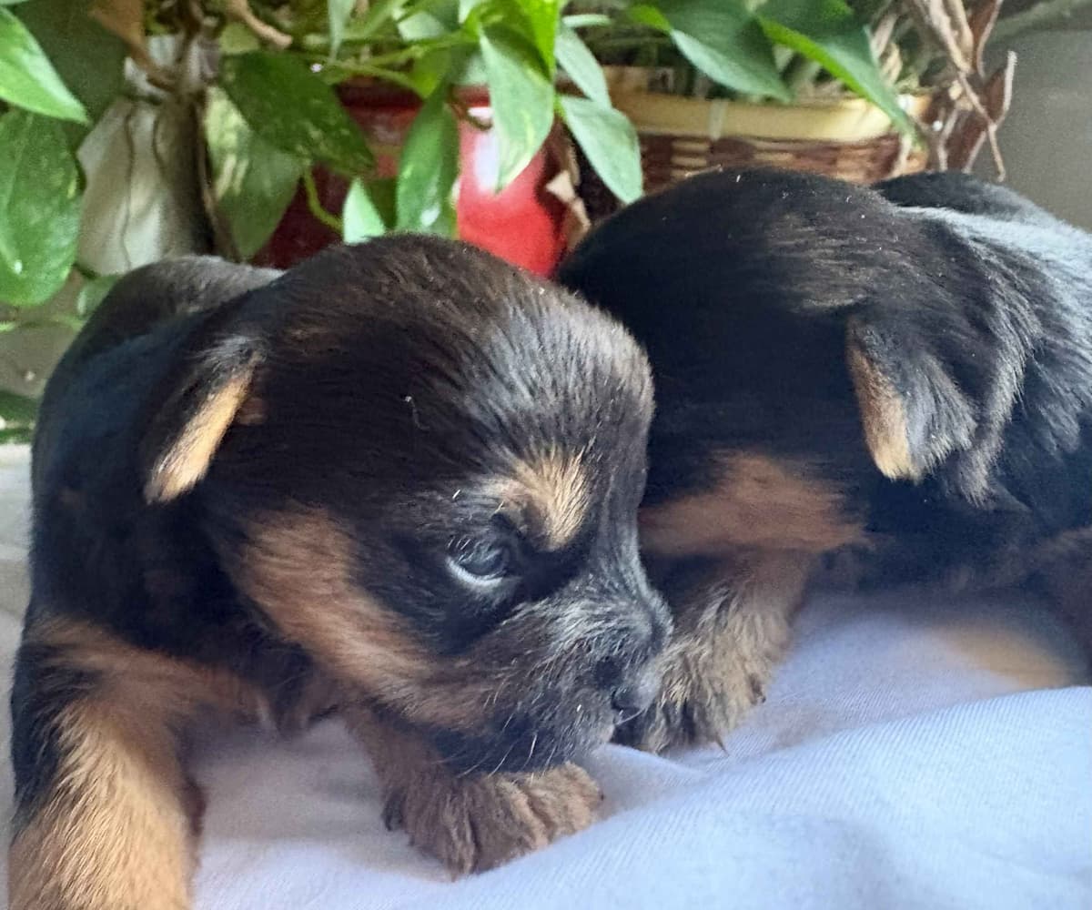 Yorkshire Terrier Puppies breeder image 3