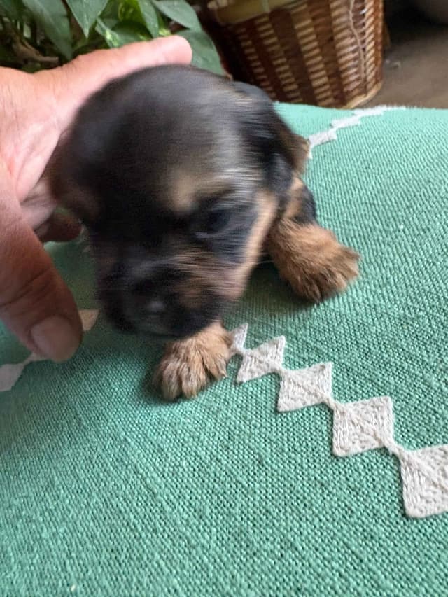 Yorkshire Terrier Puppies media 6
