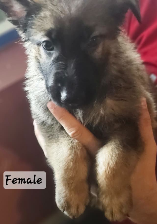 German Shepherd Dog Puppies media 2