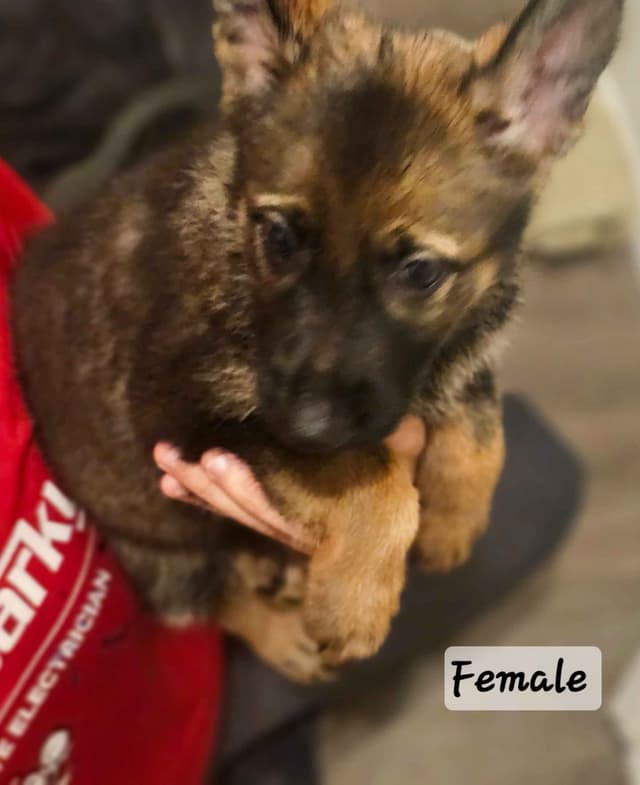 German Shepherd Dog Puppies media 6