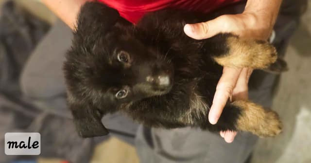 German Shepherd Dog Puppies media 4