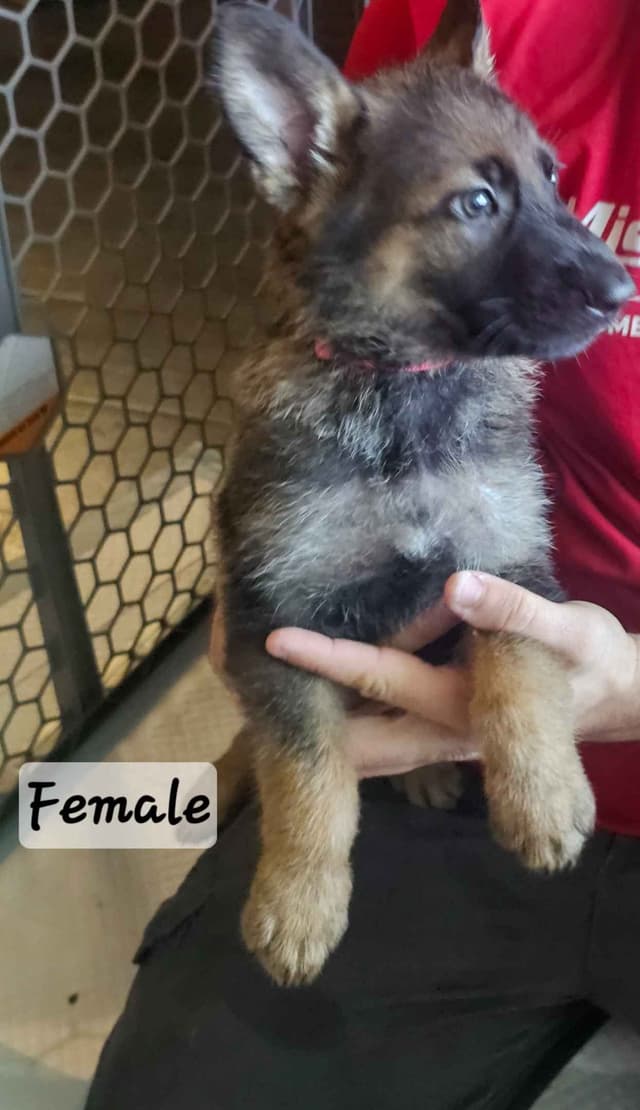 German Shepherd Dog Puppies media 5