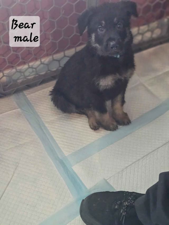 German Shepherd Dog Puppies media 8