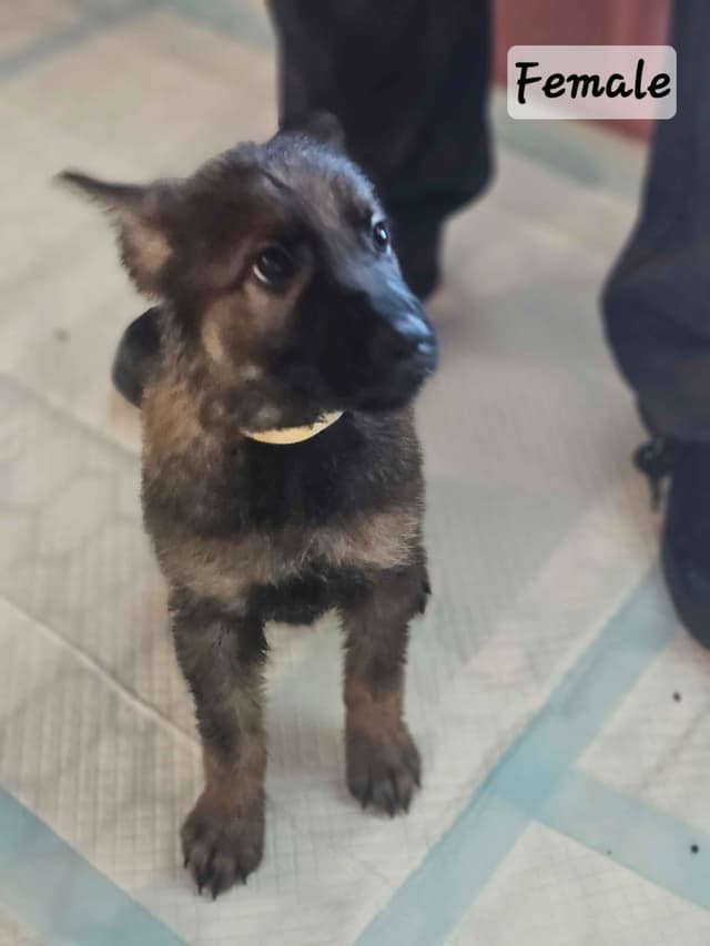 German Shepherd Dog Puppies media 9