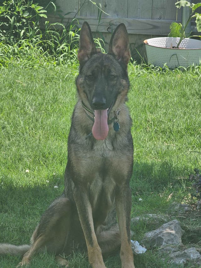 German Shepherd Dog Puppies media 11