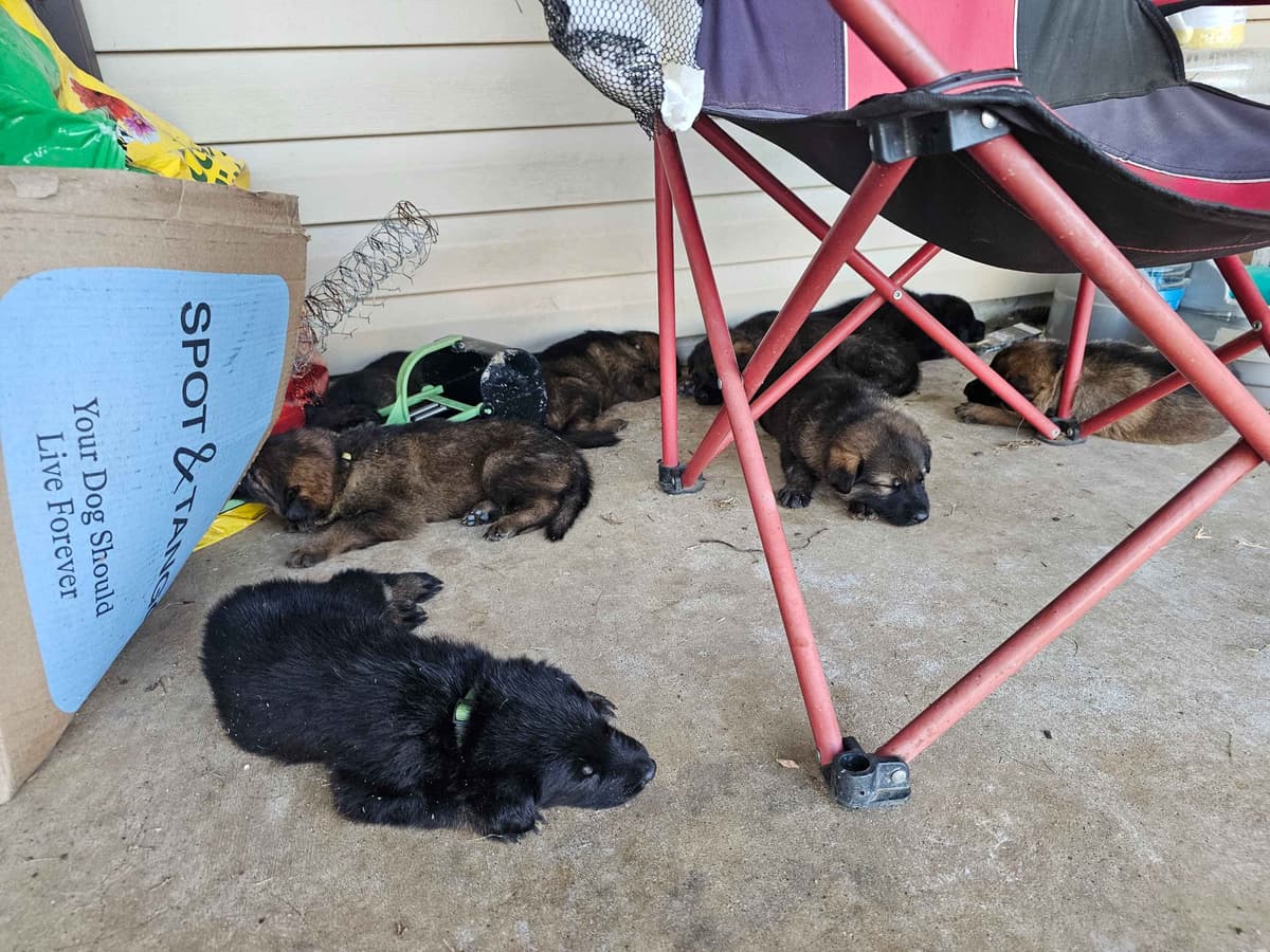 German Shepherd Dog Puppies breeder image 1
