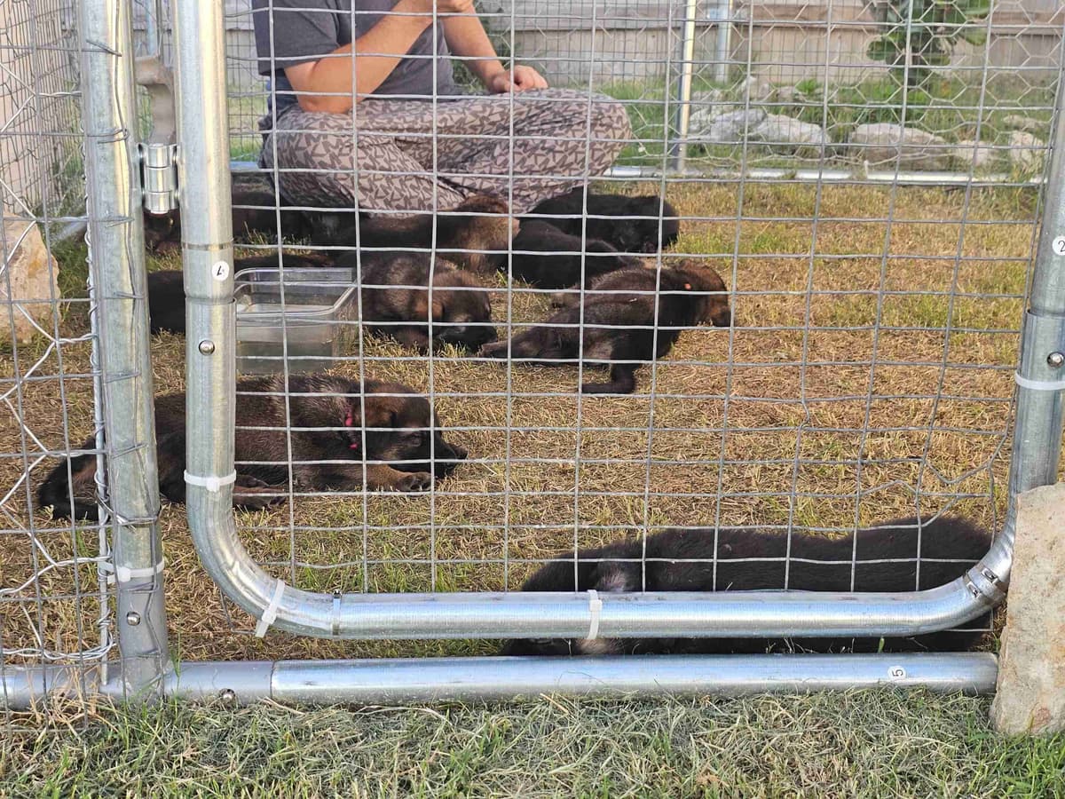 German Shepherd Dog Puppies breeder image 2