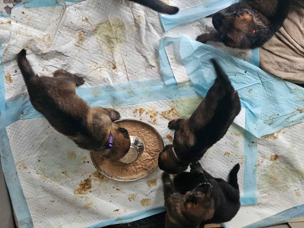 German Shepherd Dog Puppies breeder image 3