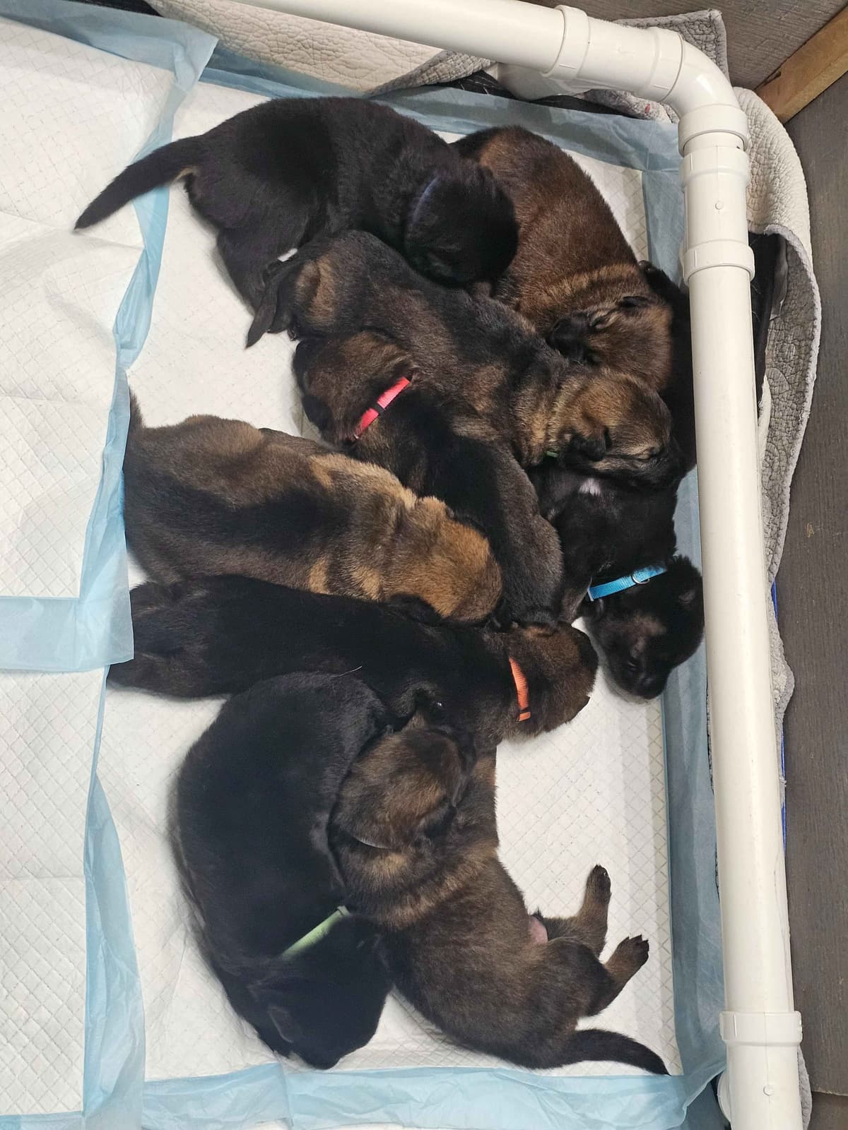 German Shepherd Dog Puppies breeder image 5