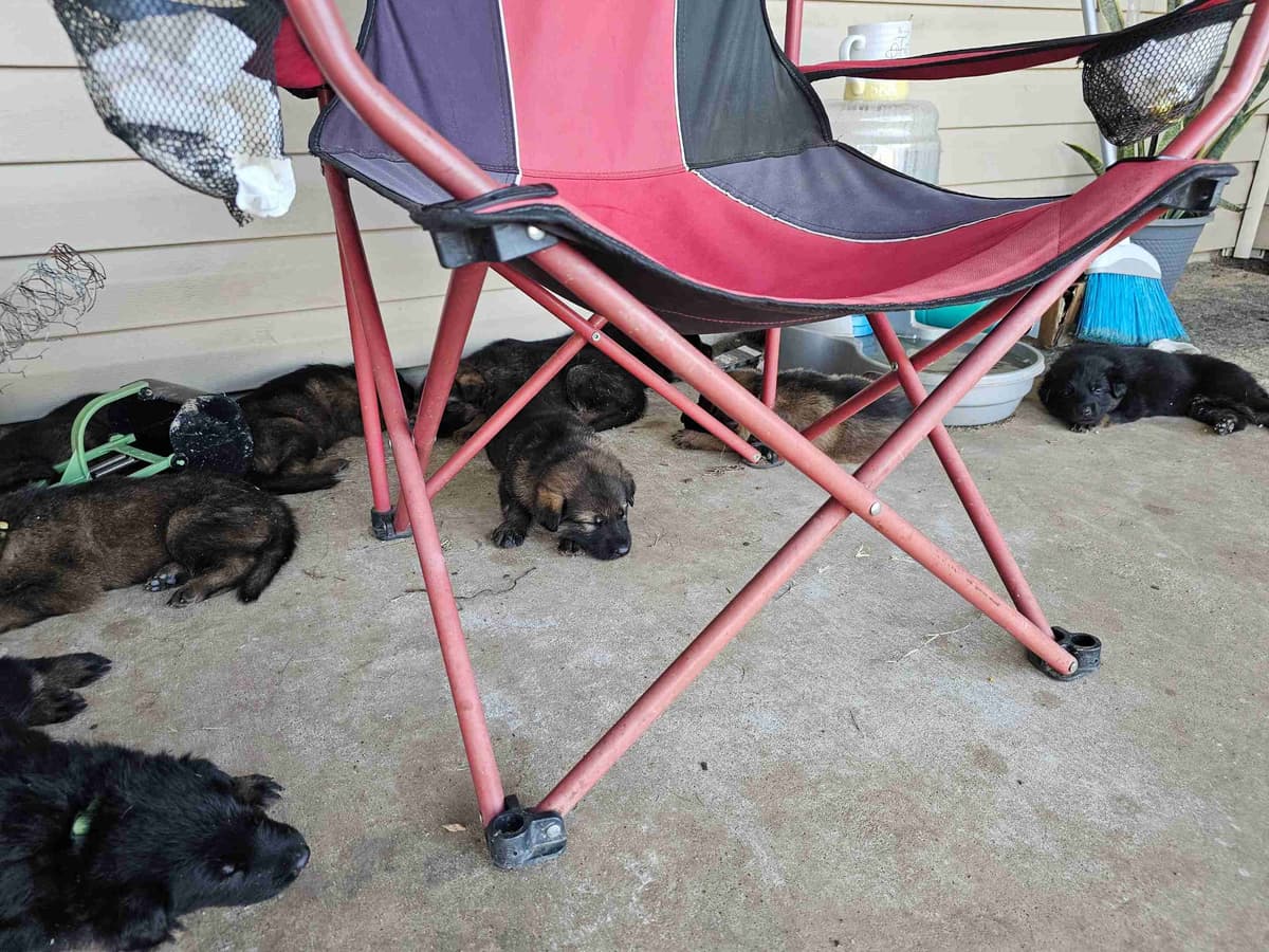 German Shepherd Dog Puppies breeder image 6
