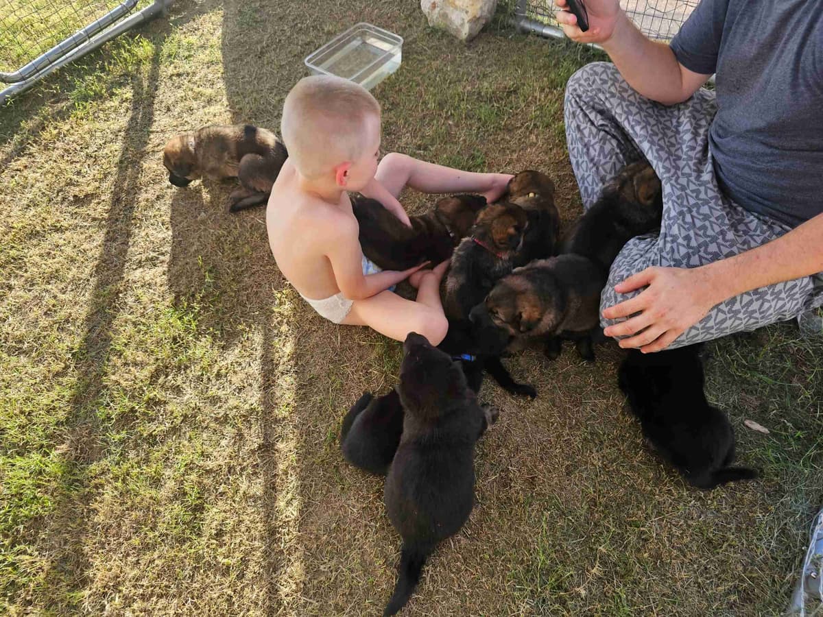 German Shepherd Dog Puppies breeder image 7