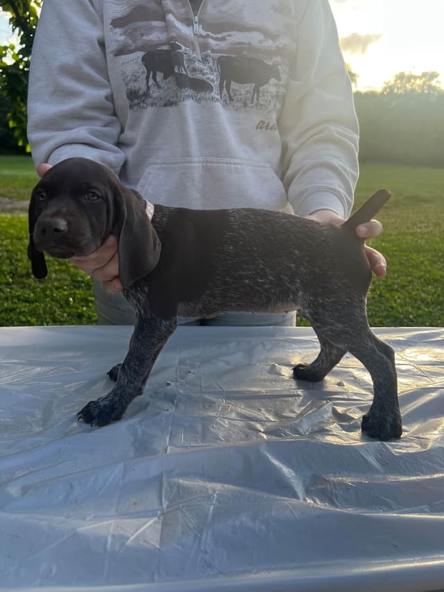 German Shorthaired Pointer Puppies media 2