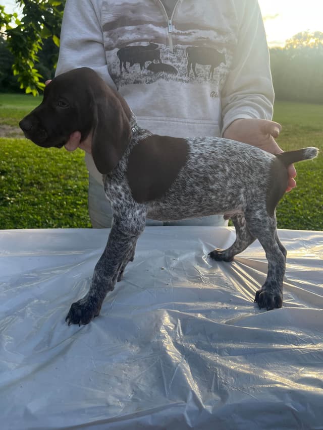 German Shorthaired Pointer Puppies media 4