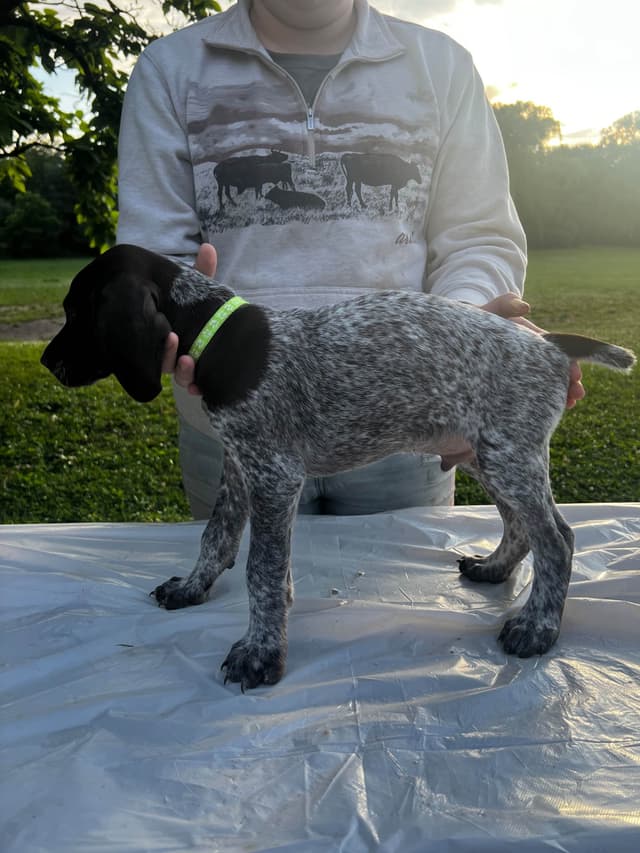 German Shorthaired Pointer Puppies media 5