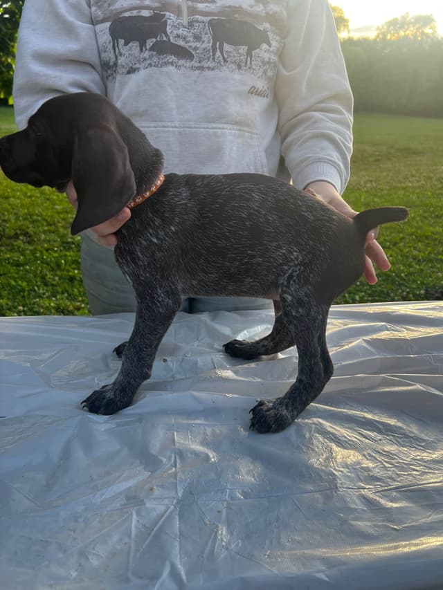 German Shorthaired Pointer Puppies media 6