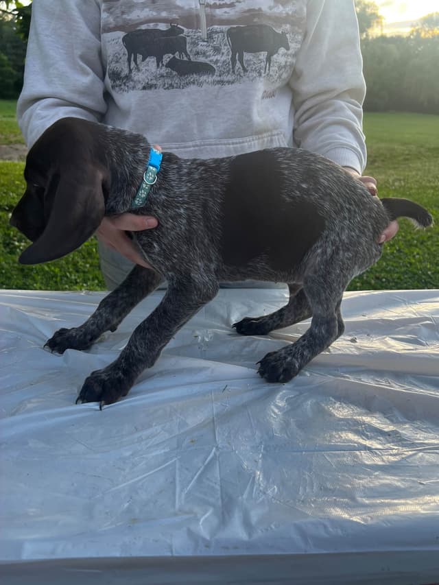 German Shorthaired Pointer Puppies media 7