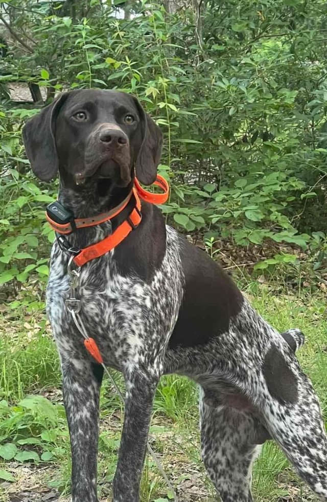 German Shorthaired Pointer Puppies media 8