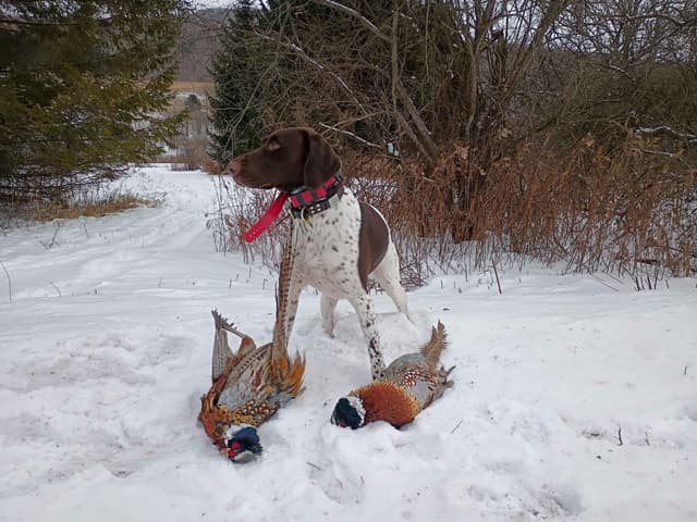 German Shorthaired Pointer Puppies media 8