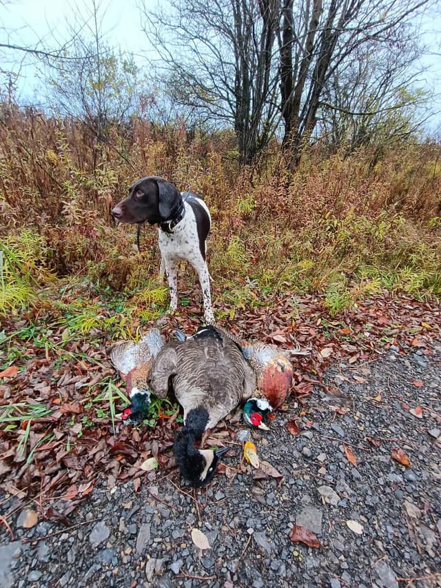 German Shorthaired Pointer Puppies media 7