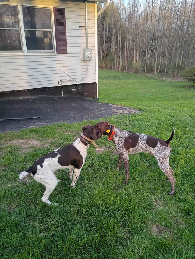 German Shorthaired Pointer Puppies media 10