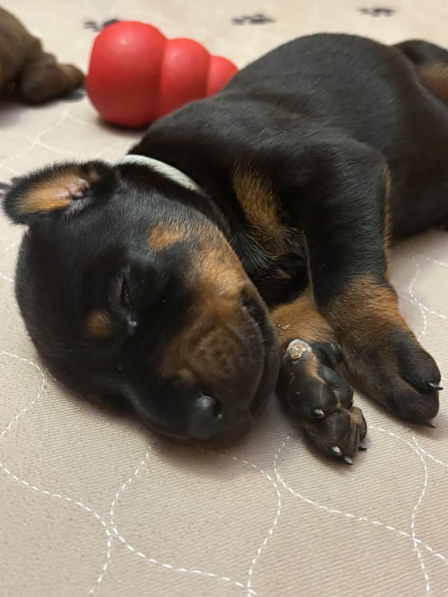 Doberman Pinscher Puppies media 2