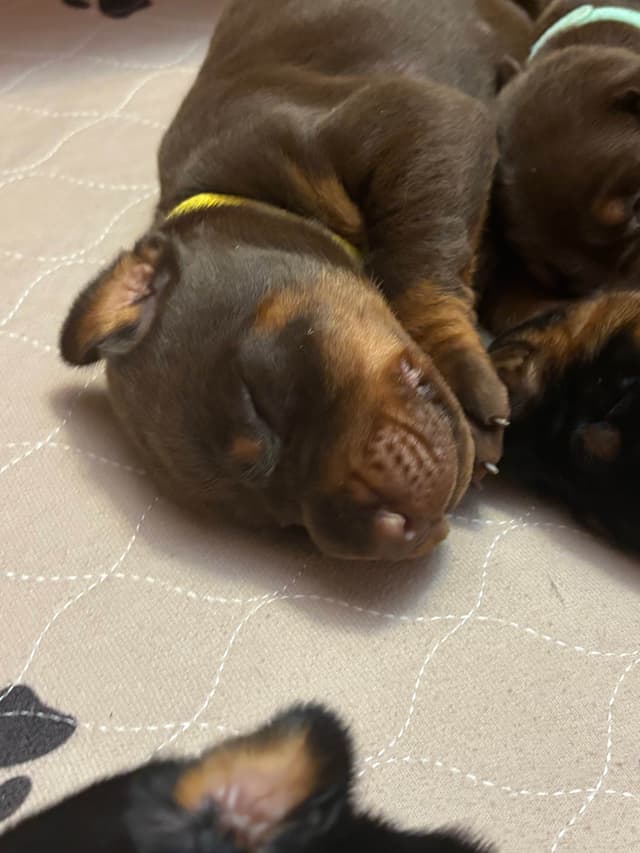 Doberman Pinscher Puppies media 3